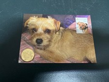 (1189) 4-7-2025 - Dog Maxicard 2010 + $ 1.00 moeda de cachorro Blue Heeler comprar usado  Enviando para Brazil