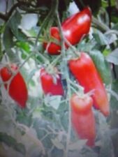 Pomodoro corno delle usato  Guidonia Montecelio