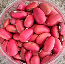 Rare graines canavalia d'occasion Rare graines canavalia d'occasion  Paris-