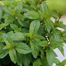 Mint chocolate peppermint for sale  LLANDYSUL
