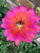 Ibrido trichocereus rl2905.ka0 usato  Spedire a Italy