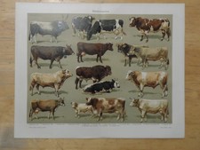 Rig chromolithographie rinderr gebraucht kaufen Rig chromolithographie rinderr gebraucht kaufen  Langquaid