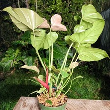 large plant for sale  Hollywood