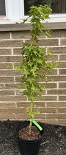 Acer palmatum bihou for sale  Independence