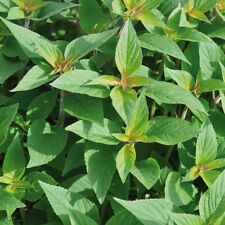 Pineapple sage pino for sale  LLANDYSUL