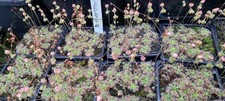 Pygmy sundew drosera for sale  IPSWICH