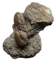 British cambrian agnostid for sale  TELFORD
