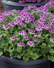 Geranium orange pelargonium for sale Geranium orange pelargonium for sale  PONTEFRACT