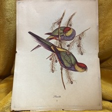 artwork birds for sale artwork birds for sale Liberty