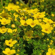 Potentilla fruticosa bella for sale  UK