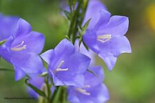 Rapunzel campanula rapunculus gebraucht kaufen  Schwabach