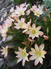 Rock garden perennial for sale  Indianapolis
