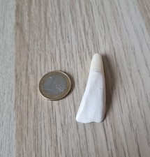 Büffelzahn anhänger amulett gebraucht kaufen  Köln