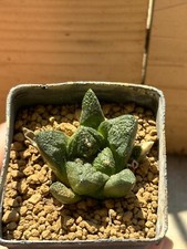 Ariocarpus suratus own usato  Valdastico