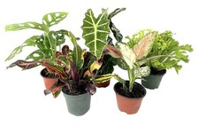 Assorted plants for sale  Eustis