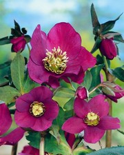 Helleborus red lady gebraucht kaufen  Westerstede