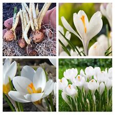 Crocus joan arc for sale  WISBECH