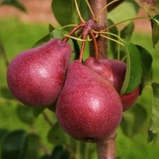 Birnbaum rote williams gebraucht kaufen  Versand nach Germany