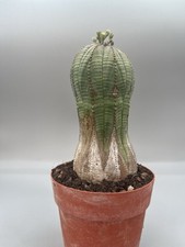 Euphorbia obesa forma usato  Monterosso Almo