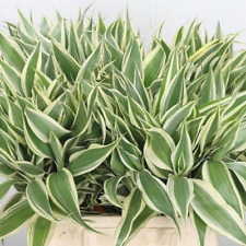 Buy get free for sale  Garland