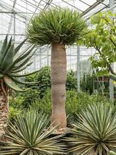Xxl kanarischer drachenbaum gebraucht kaufen  Wurzen