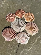 Flat natural scallop for sale  LANCASTER