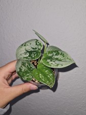 Pflanze scindapsus pictus gebraucht kaufen  Freiburg im Breisgau