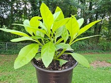 Longevity spinach live for sale  Marietta