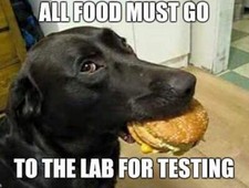 Funny labrador dog d'occasion  Expédié en Belgium