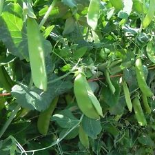 Pea mangetout snow for sale  SALISBURY