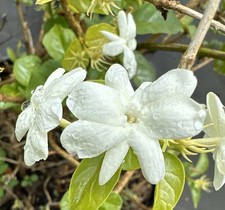 Fragrant jasmine sambac for sale  Miami