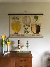 Vintage COGUMELOS Gráfico escolar gráfico de parede educacional fungo TRUFAS  comprar usado  Enviando para Brazil