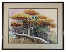 Large trees landscape for sale  USA