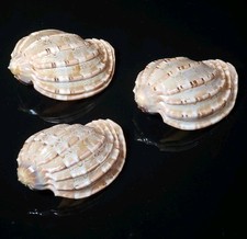 Major harp hermit for sale  Wichita