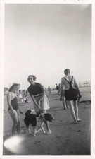 chien plage arriere d'occasion  Expédié en Belgium