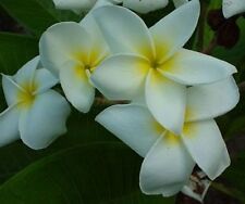 Fresh seeds frangipani for sale  CRIEFF