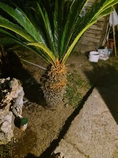 cycas circinalis usato cycas circinalis usato Torre Annunziata