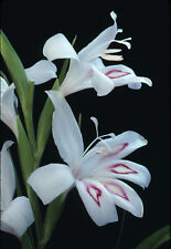 10x gladioli nanus for sale  CRAWLEY