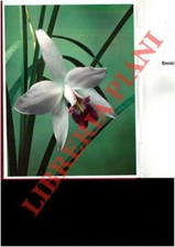 Natura viva. enciclopedia usato  Italia