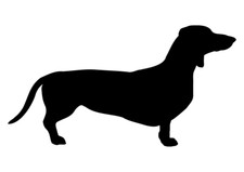 Adesivo cane bassotto usato  Massa di Somma