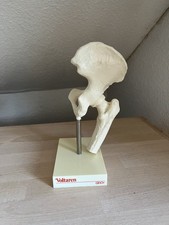 Anatomisches modell hüftgelen gebraucht kaufen Anatomisches modell hüftgelen gebraucht kaufen  Baiersbronn