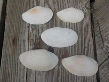 Collection natural large for sale  GARVE