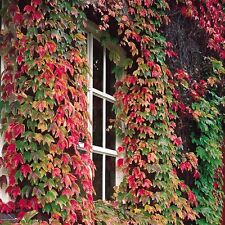 Boston ivy vigorous for sale  LLANELLI