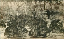1909 hunting giant for sale  Prescott
