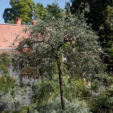 Pyrus salicifolia pendula for sale  SOUTHAMPTON