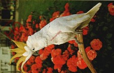 Picture postcard greater for sale Picture postcard greater for sale  NEWCASTLE UPON TYNE