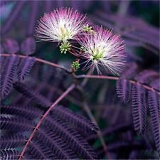 Albizia julibrissin summer for sale  NORTHWICH