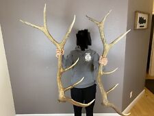 Consecutive elk antler for sale  Moscow