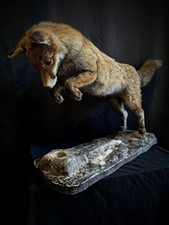 Fox taxidermy fullmount d'occasion  Paris-