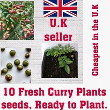 Fresh curry plant for sale  LEICESTER